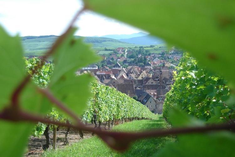 An Apartment In A 17Th Century Wine Grower S House Риквир Екстериор снимка